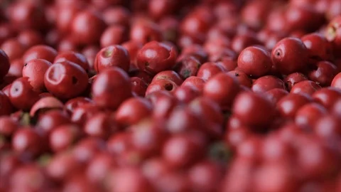 Red Peppercorn Stock Footage 100189101