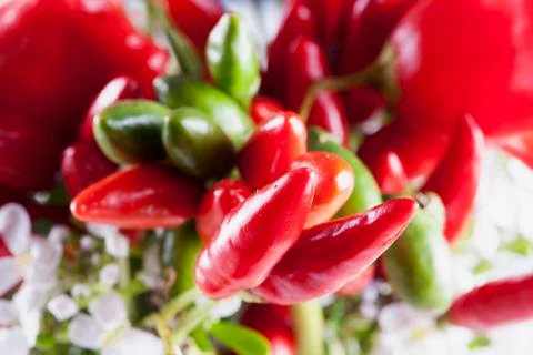 Red peppers in a bunch Stock Photos