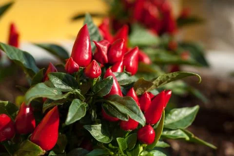 Red Peppers in Closeup Stock Photos