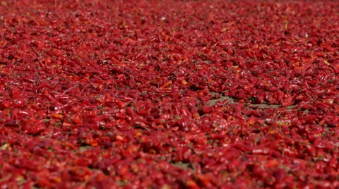 Red Peppers Drying in the Sun 스톡 동영상 36417321