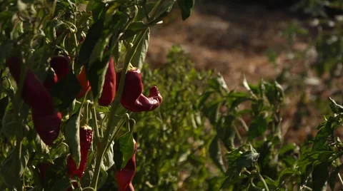 Red peppers in a field Stock Footage 68611847