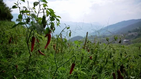 Red Peppers in a Field Stock Footage 81459256