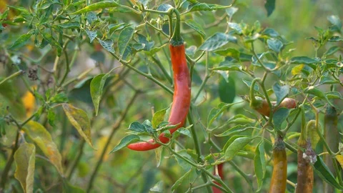 Red peppers in the garden Stock Footage 128408647