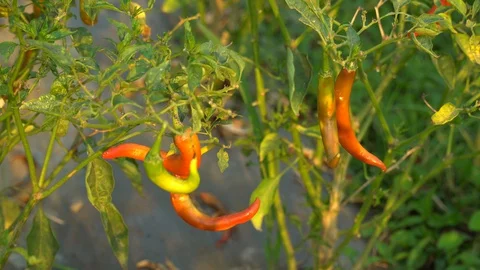 Red peppers in the garden Stock Footage 128408658