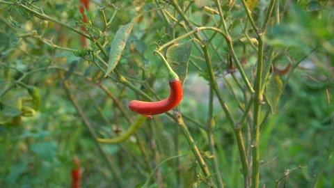 Red peppers in the garden Stock Footage 128408690