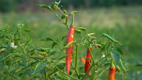 Red peppers in the garden Stock Footage 128408712