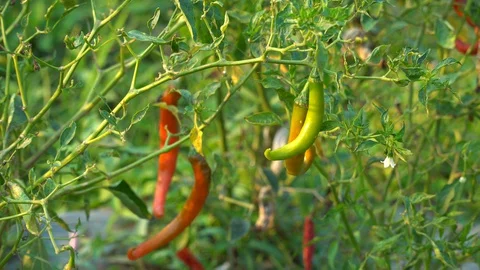 Red peppers in the garden Stock Footage 128408720
