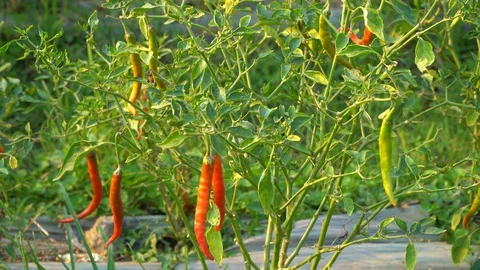 Red peppers in the garden Stock Footage 128408763
