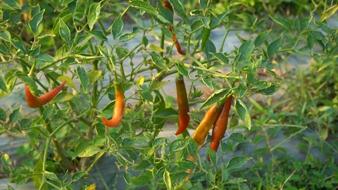Red peppers in the garden Stock Footage 128408802
