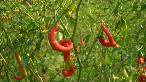 Red peppers in the garden Stock Footage 128408841