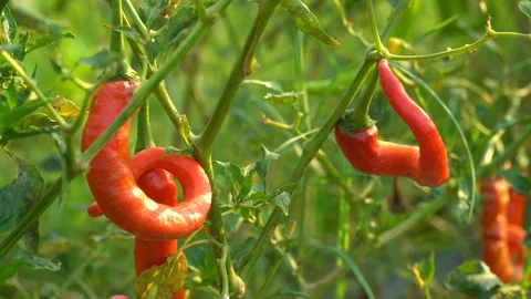 Red peppers in the garden Stock Footage 128408852