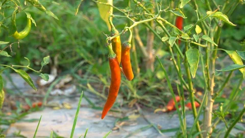 Red peppers in the garden Stock Footage 128408868