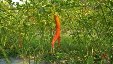 Red peppers in the garden Stock Footage 128408909