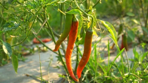 Red peppers in the garden Stock Footage 128408912