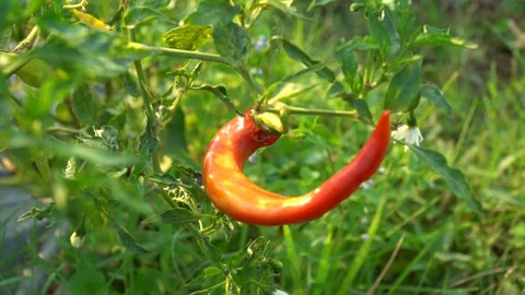 Red peppers in the garden Stock Footage 128408914