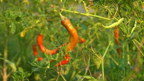 Red peppers in the garden Stock Footage 128408945