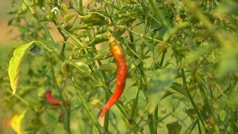 Red peppers in the garden Stock Footage 128408946