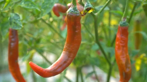 Red peppers in the garden Stock Footage 128408958