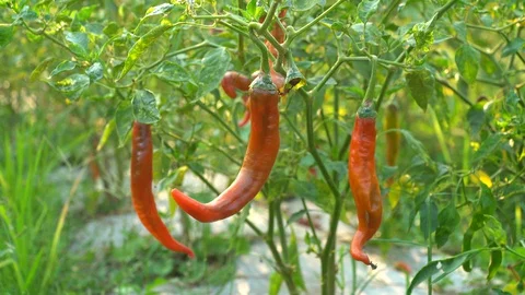 Red peppers in the garden Stock Footage 128408977