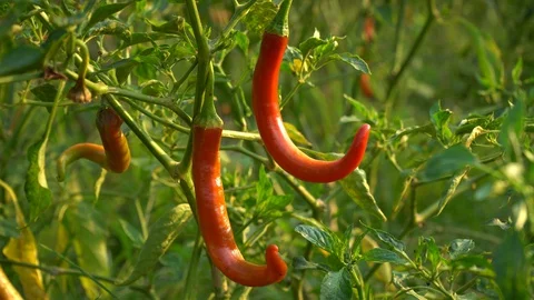 Red peppers in the garden Stock Footage 128409029