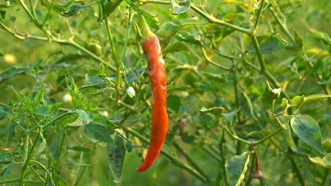 Red peppers in the garden Stock Footage 128409260