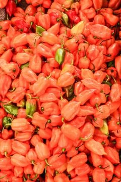 Red peppers Stock Photos
