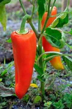 Red peppers Stock Photos