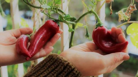 Red Peppers Foto stock