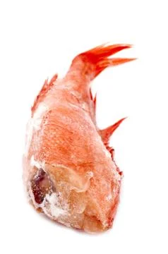 Red perch macro Stock Photos