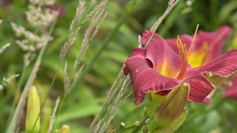 A red perennial surrounded by grasses   Stock Footage 111016777