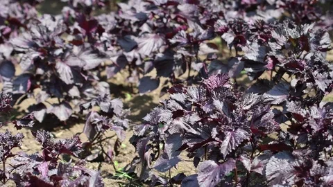 Red Perilla 4K Stock Footage 78888077