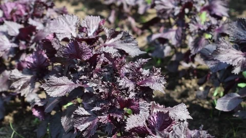 Red Perilla 4K Stock Footage 78969232