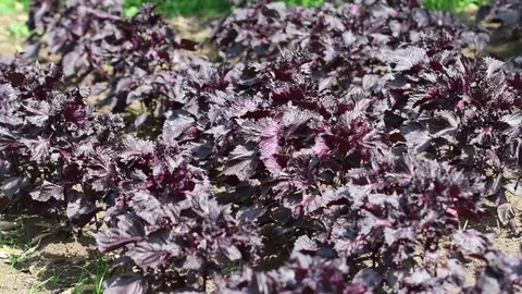 Red Perilla farm 4K Stock Footage 78896025