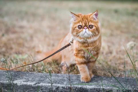 Red Persian cat with a leash walking in the yard. Stock Photos