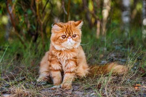 Red Persian cat is walking in forest grass Stock Photos