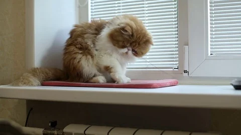 The red Persian cat on a window sill plays with the antenna Stock Footage 77210480