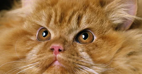 Red Persian Domestic Cat, Real Time 4K, Moving Image Stock Footage
