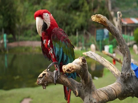 Red Peruvian Macaw Stock Footage 77134967