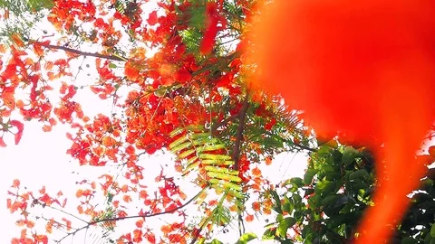 The red petals and the orange of the Flame tree fell to the ground in afterno Stock Footage 111136047
