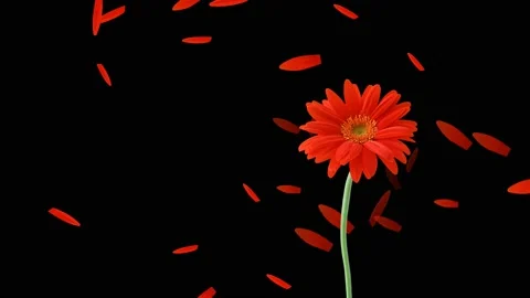 Red petals falling from the flower gerbera and blown away by the wind Stock Footage 194878363