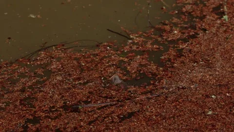 Red petals floating on murky pond water with koi fish below surface Stock Footage 337542248