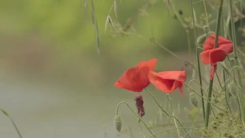 Red petals flower 스톡 동영상 149124048