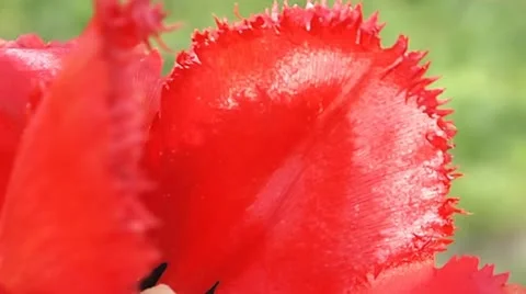 Red petals Video stock 11015239