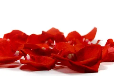 Red petals Stock Photos