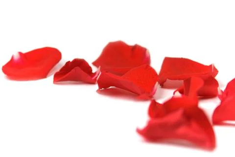 Red petals Stock Photos