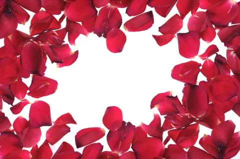 Red petals Stock Photos