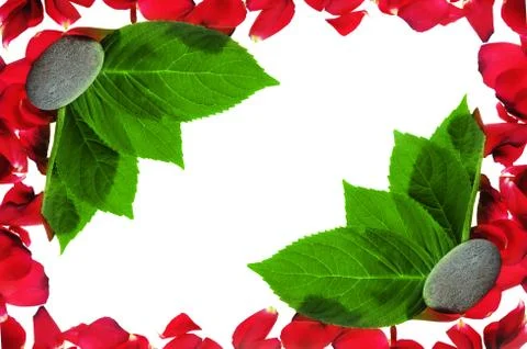 Red petals Stock Photos