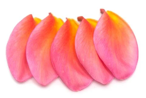 Red petals Stock Photos