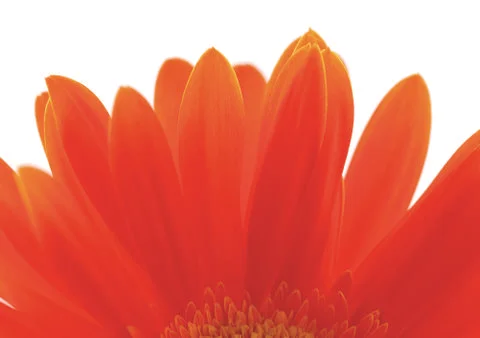 Red Petals Stock Photos