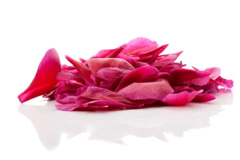 Red petals Stock Photos